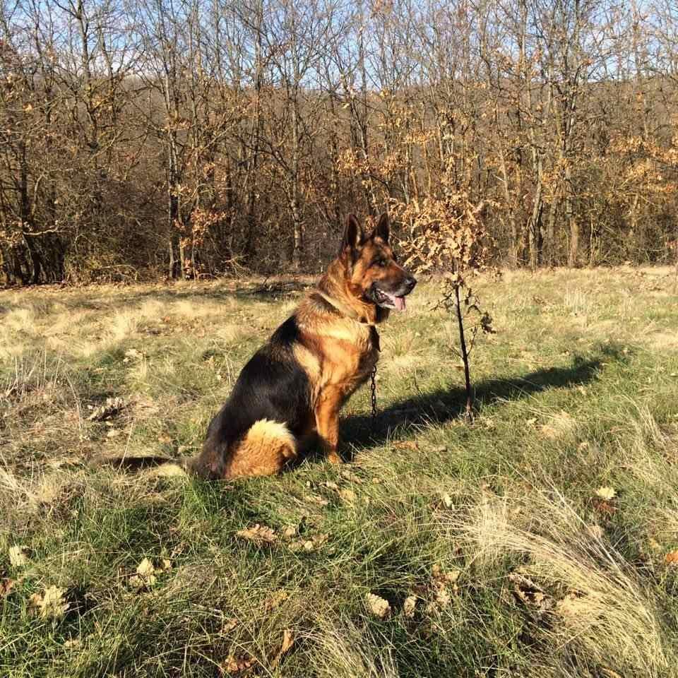 Shepherd-German-