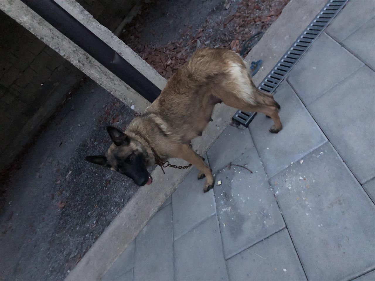 Belg-
