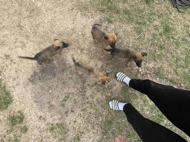 Malinois bleg