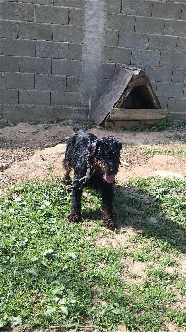 Terrier