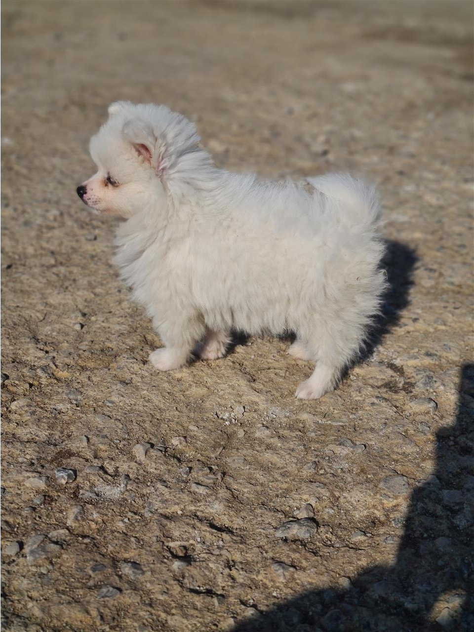 Minispitz