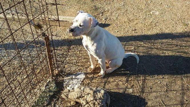 Dogo Argentino