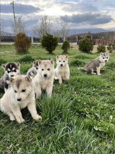 Hasky