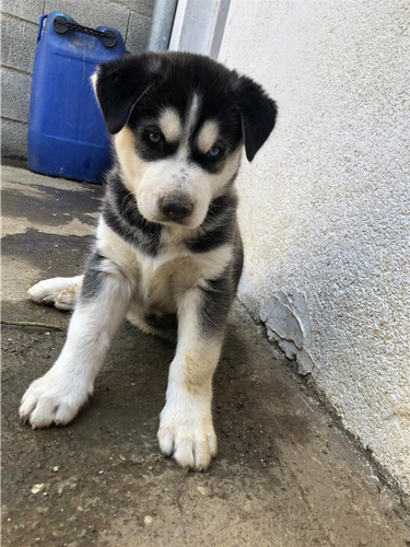Husky 