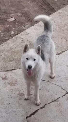 Hasky