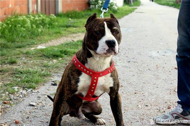 Pitbull-tigras