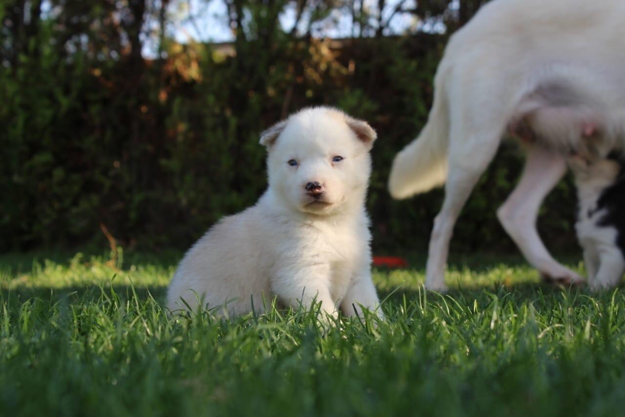 Husky