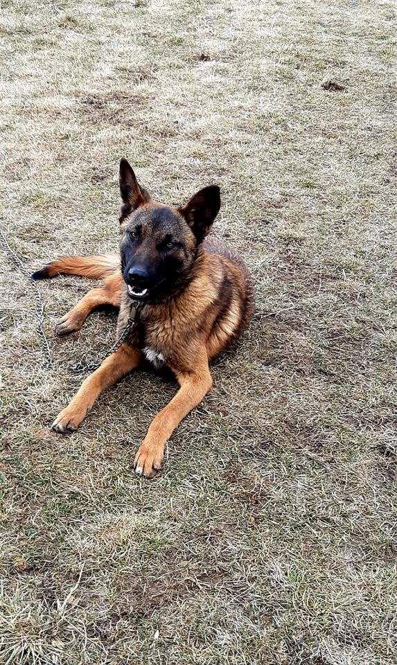 Belgian-malinois