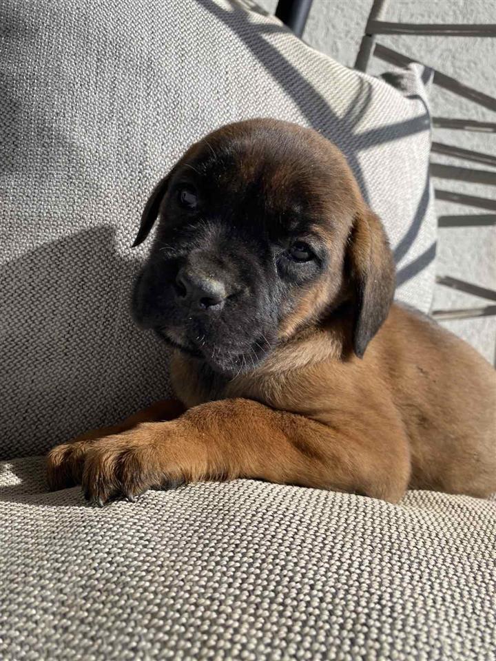 Cane-Corso