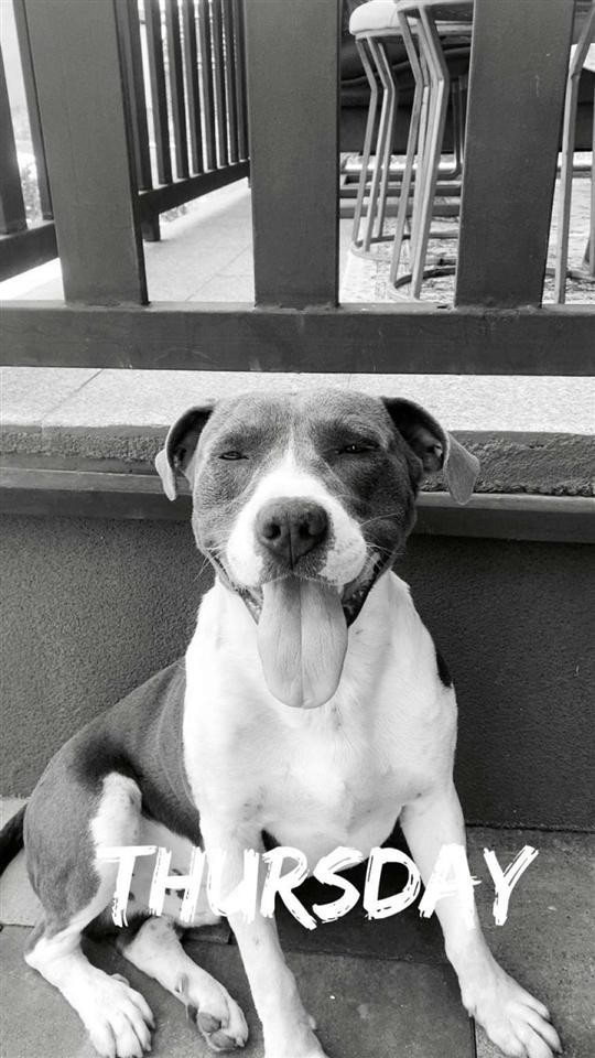 Pitbull-Mashkull