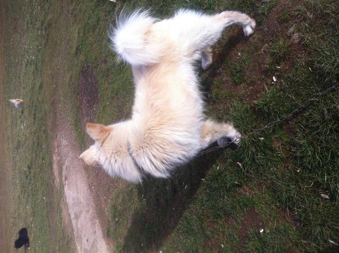 samojed