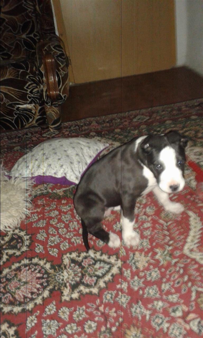 pitbull