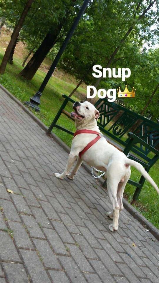 PitBull
