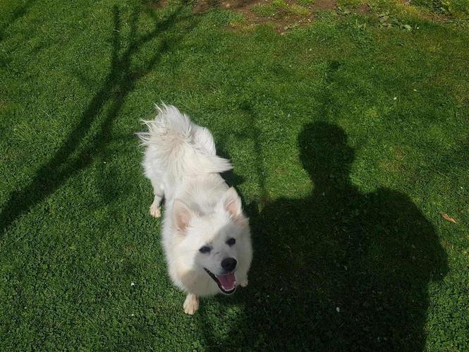 spitz german