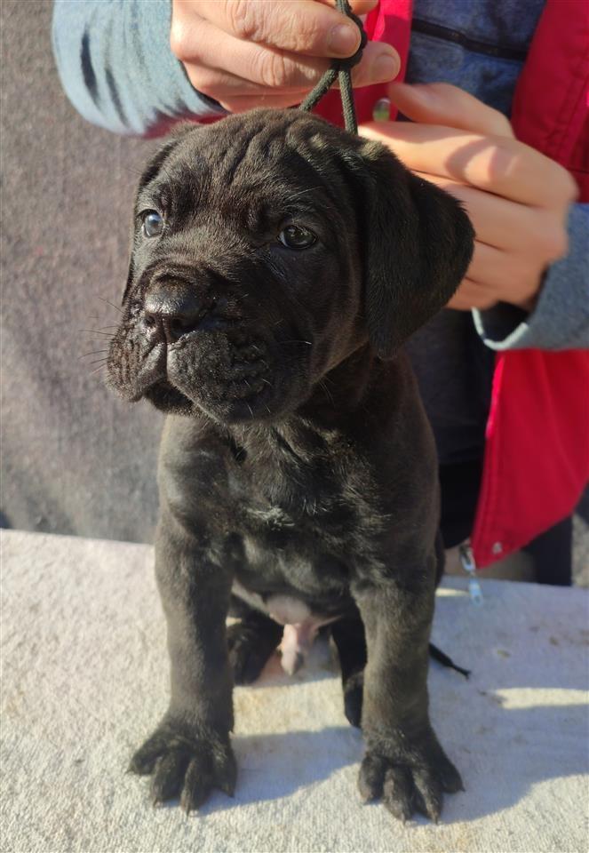 Cane-Corso