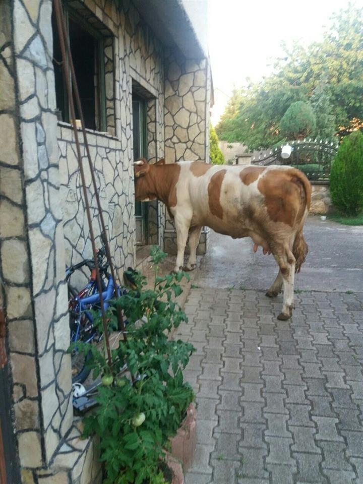Shes-lopen-