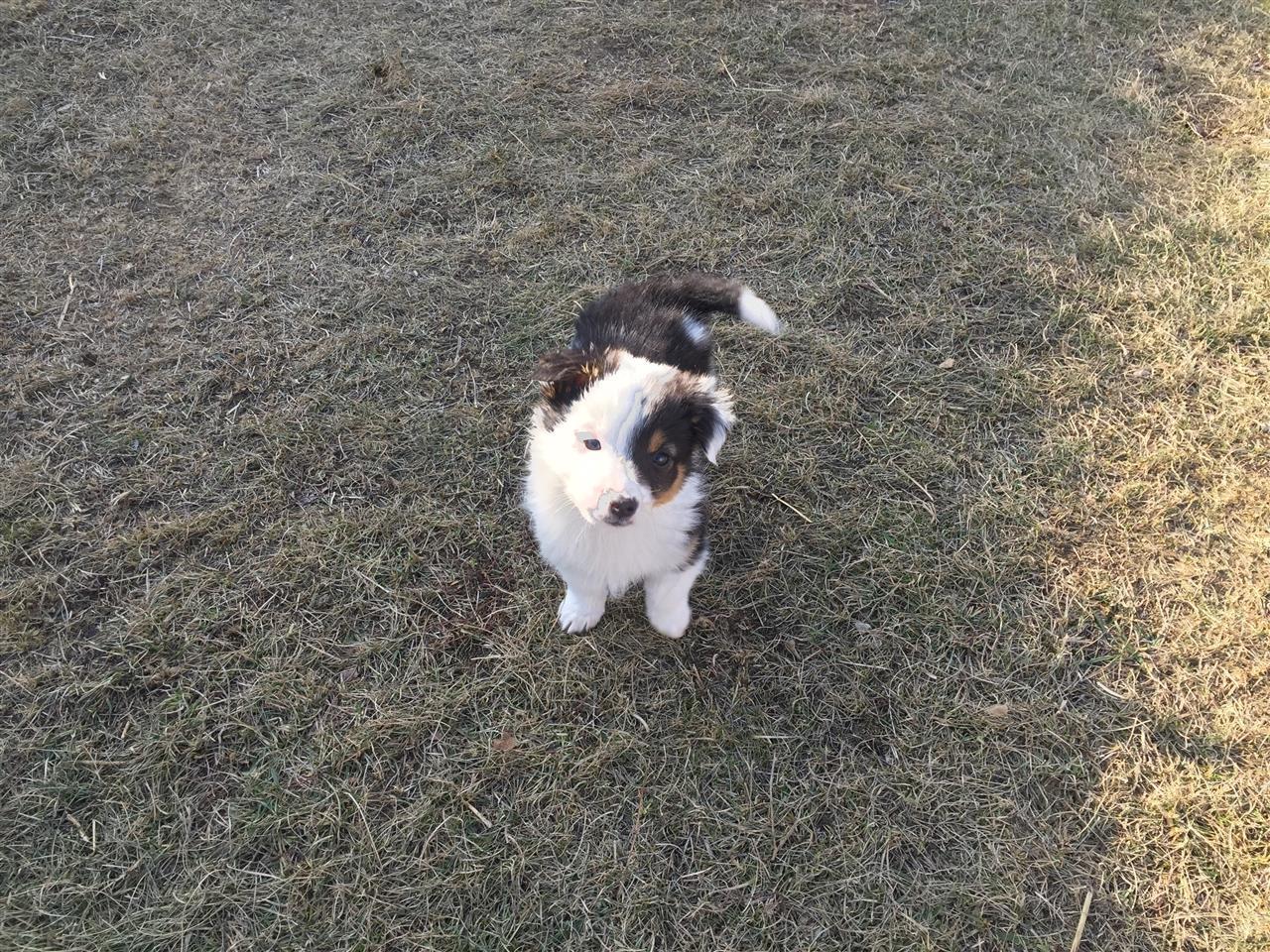 Buba