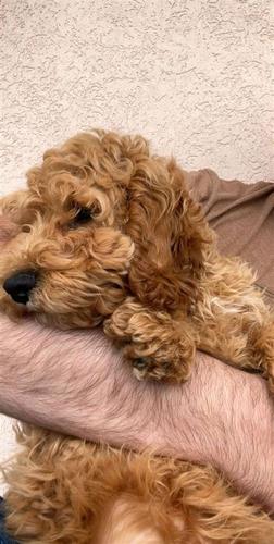 Qeni Cockapoo