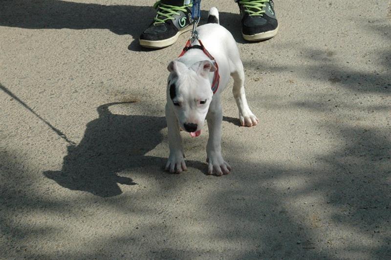 pit-bull