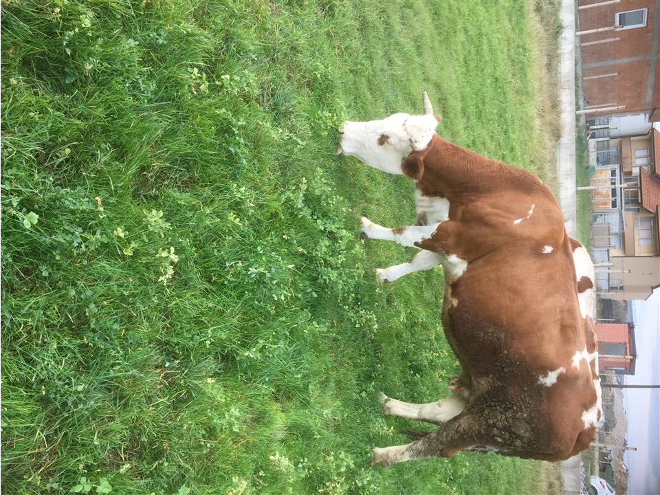 Shes-lopen