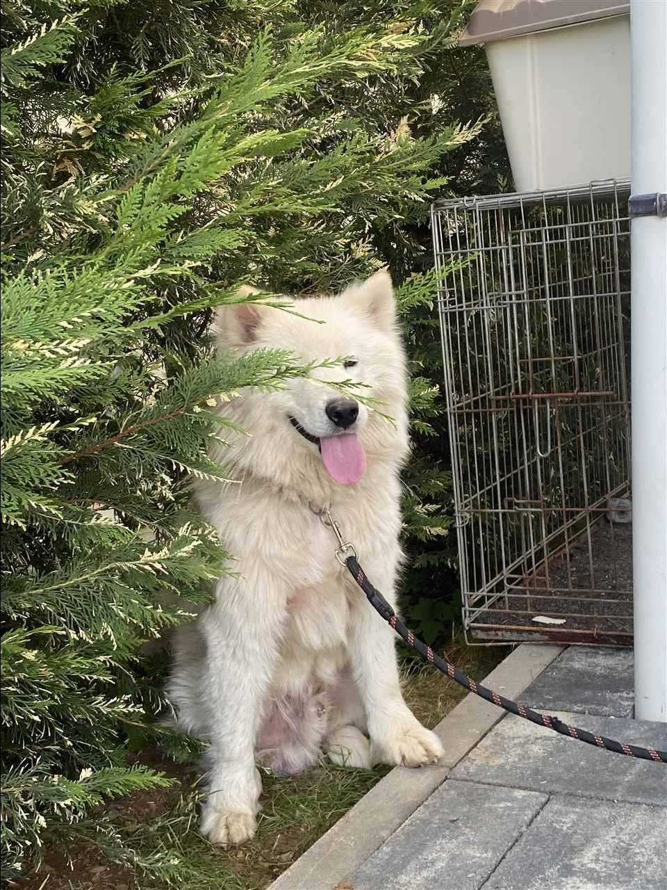 Samoyed