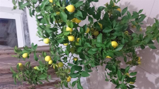 Limon ne shitje 