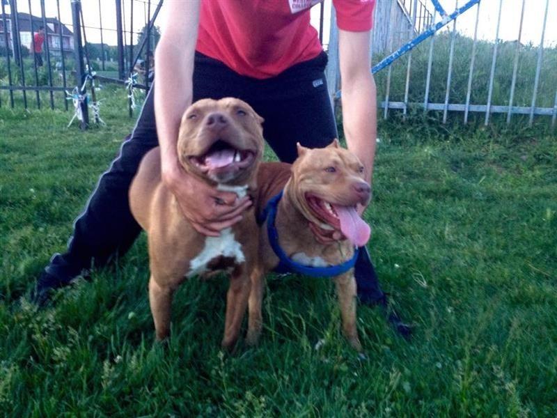 pitbull