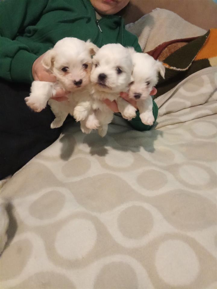 mini-maltezer