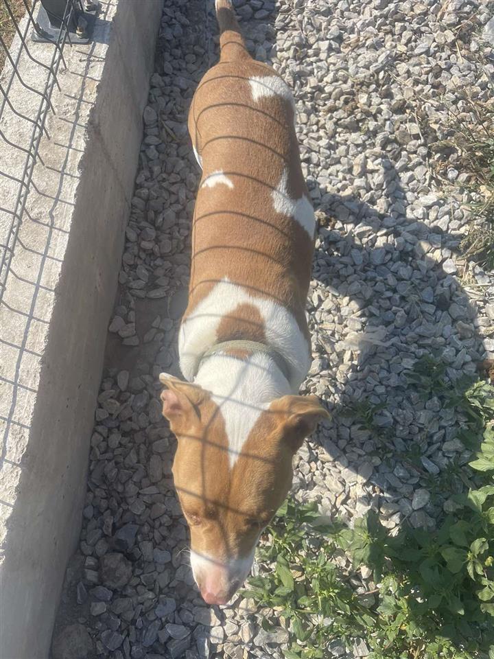 Pitbull