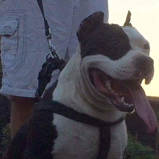 Pitbulli