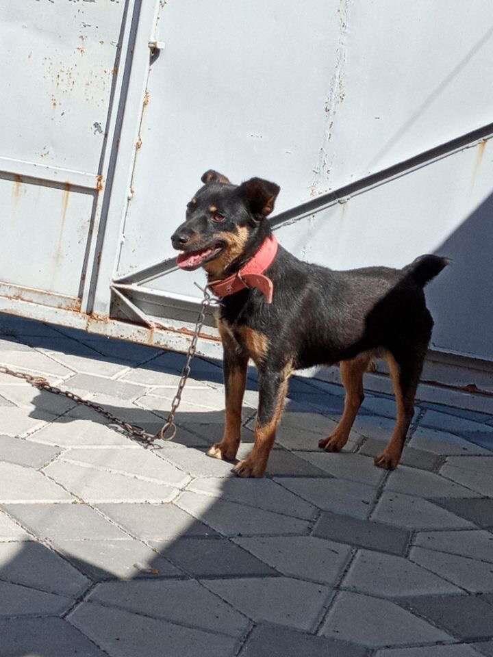Minik