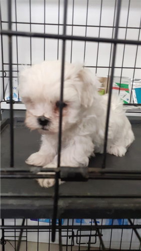 Maltezer 
