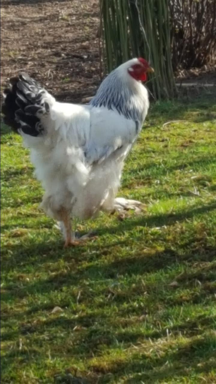Knojsi