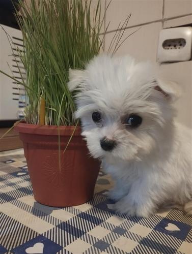 Mini maltezer