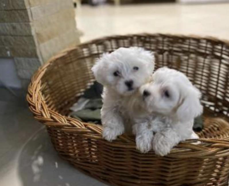 Maltezer
