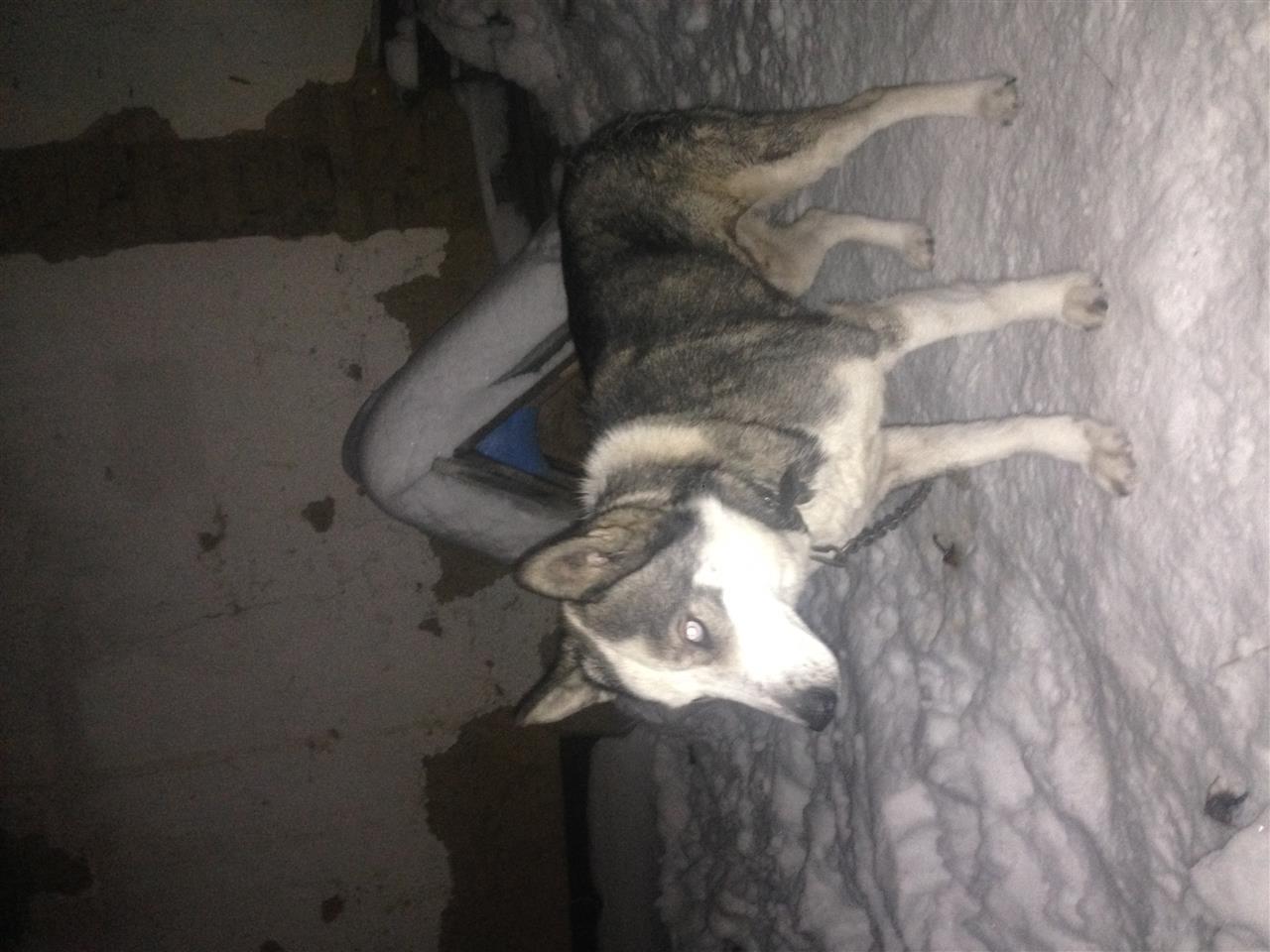 Haski