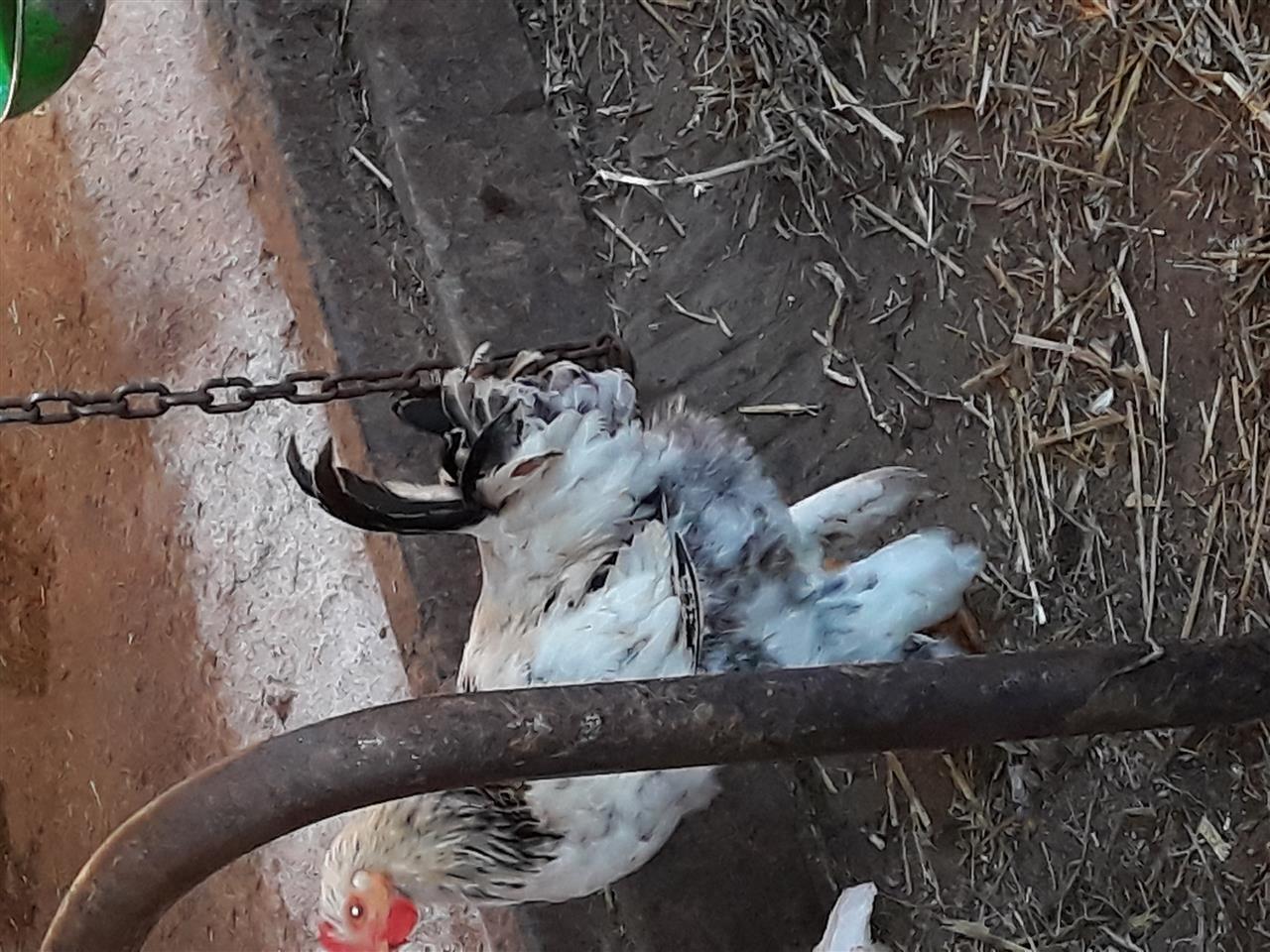 Gjela-