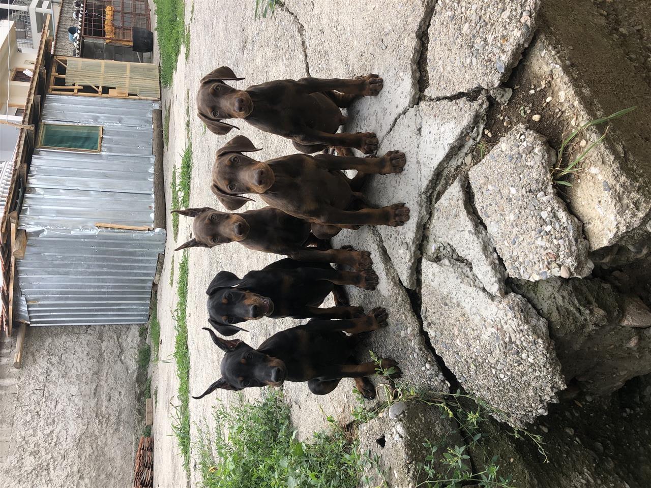 doberman
