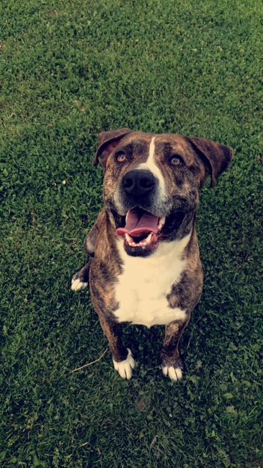 Pitbull