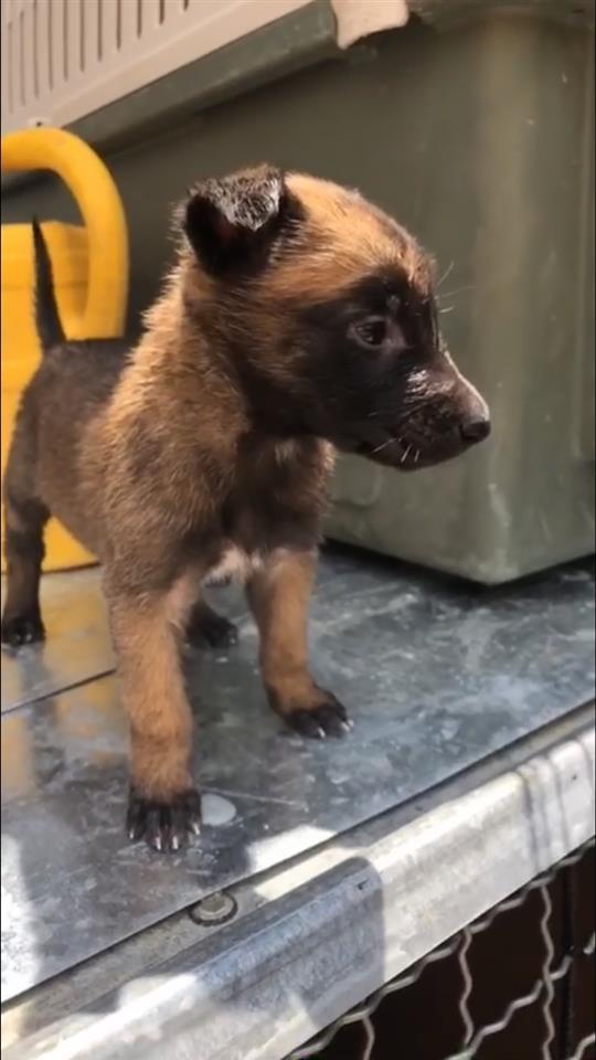 Malinose