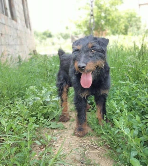 Terrier