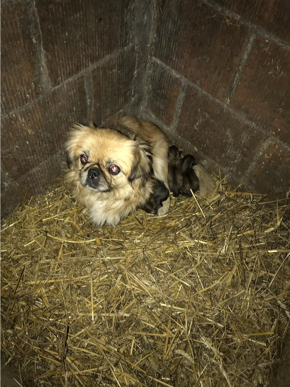 Pekinizeraa-