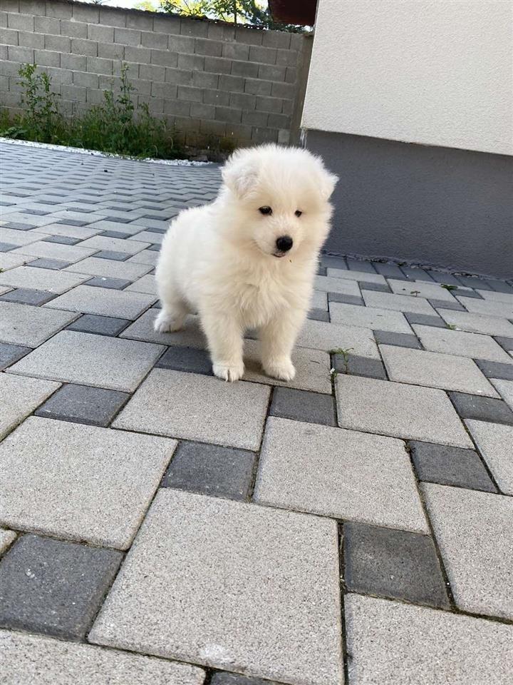 Samoyed