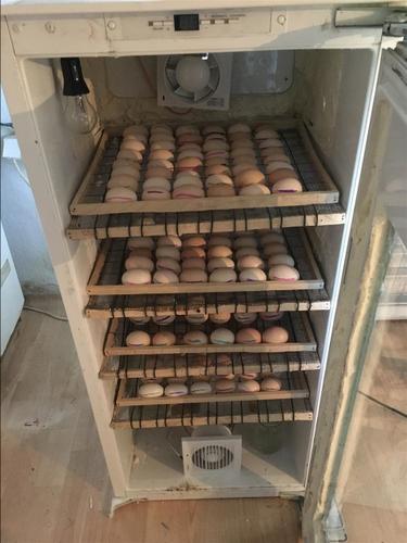 Incubator