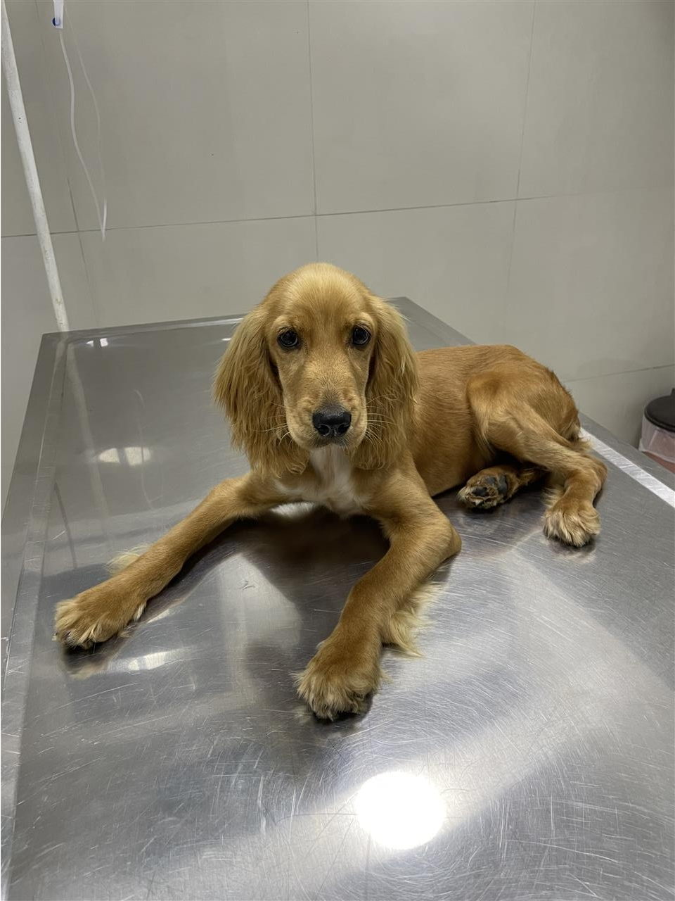 Coker-spaniel-