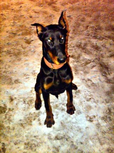 Doberman 