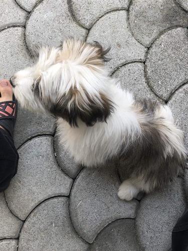 Maltezer - bichon