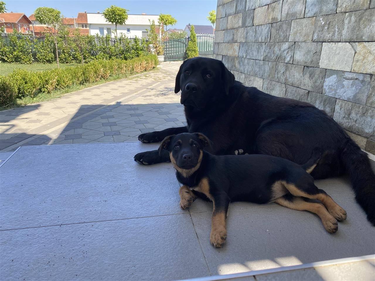 Labrador-