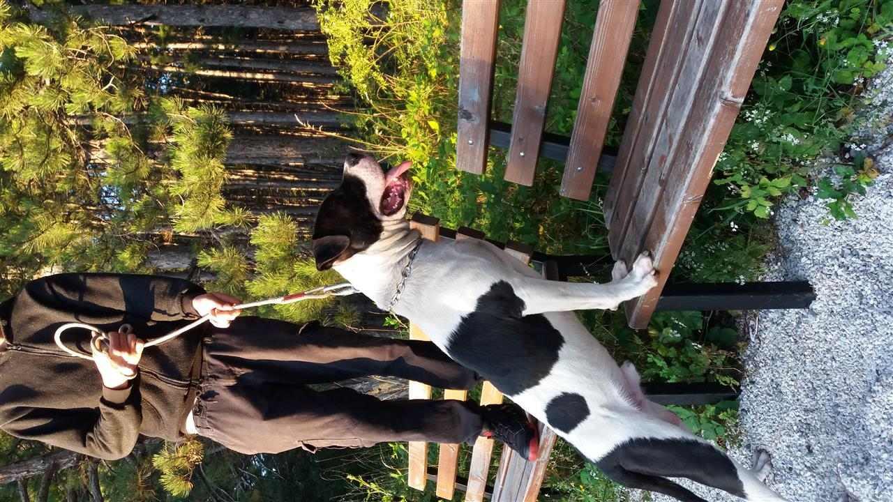 Pittbull