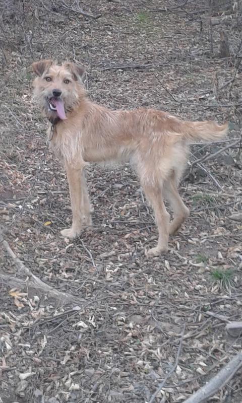 Terrier